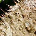 Myrmecodia beccarii (Ant Plants) アリノトリデ in Machans Beach<br />Canon KDX (400D) + EFS60 F2.8 + SPEEDLITE 380EX